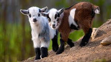 Load image into Gallery viewer, Goats Milk Body Wash-Gentle Moisturising SUPER SALE