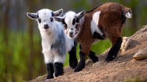 Goats Milk Body Wash-Gentle Moisturising SUPER SALE
